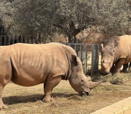 paphos zoo